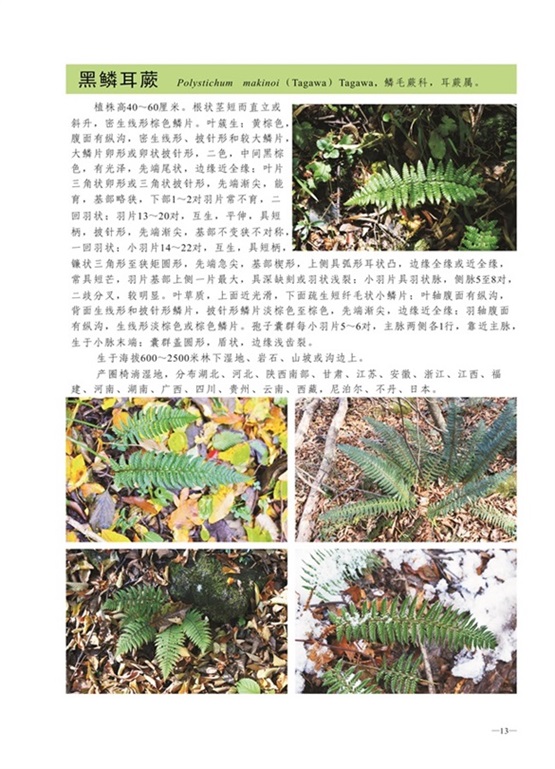 圈椅淌蕨类、苔藓、地衣图谱——黑鳞耳蕨