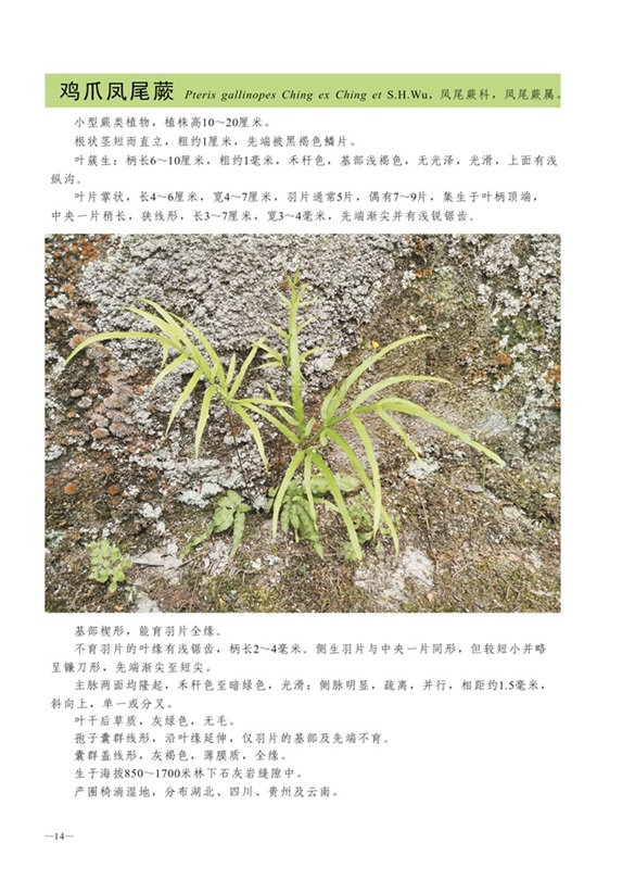 圈椅淌蕨类、苔藓、地衣图谱——鸡爪凤尾蕨