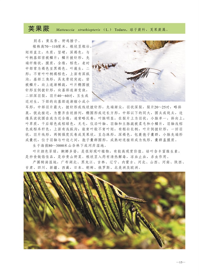 圈椅淌蕨类、苔藓、地衣图谱——荚果蕨