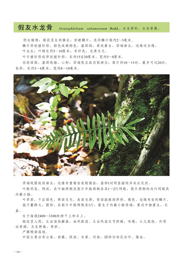 圈椅淌蕨类、苔藓、地衣图谱——假友水龙骨