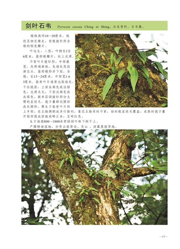 圈椅淌蕨类、苔藓、地衣图谱——剑叶石韦