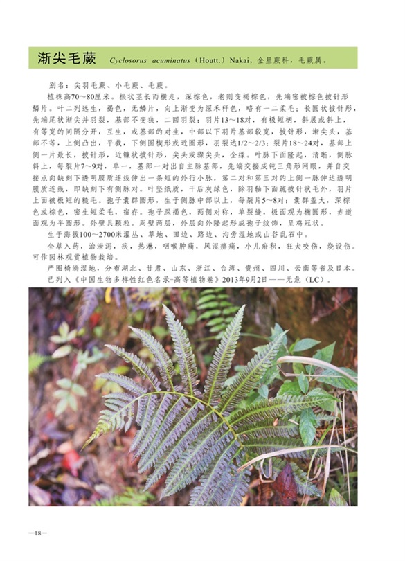 圈椅淌蕨类、苔藓、地衣图谱——渐尖毛蕨