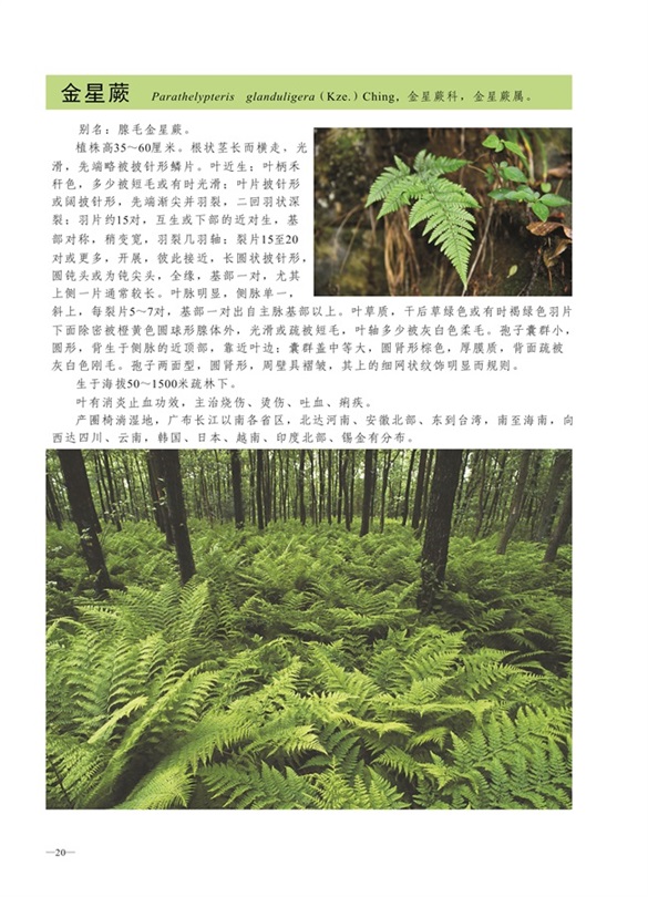 圈椅淌蕨类、苔藓、地衣图谱——金星蕨