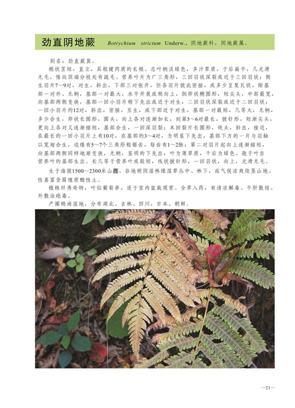 圈椅淌蕨类、苔藓、地衣图谱——劲直阴地蕨