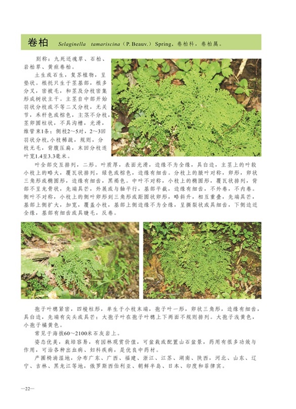 圈椅淌蕨类、苔藓、地衣图谱——卷柏