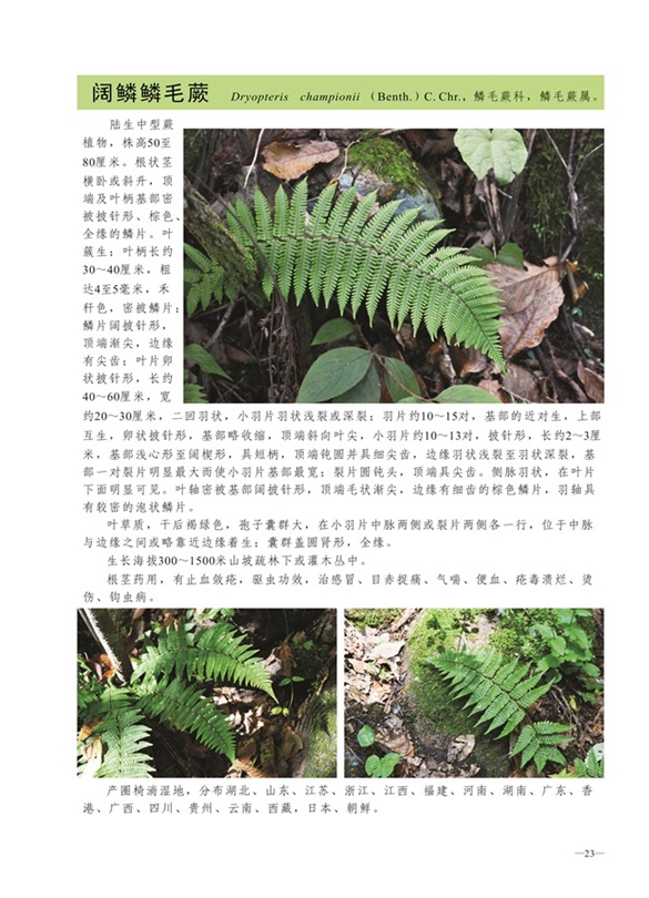 圈椅淌蕨类、苔藓、地衣图谱——阔鳞鳞毛蕨