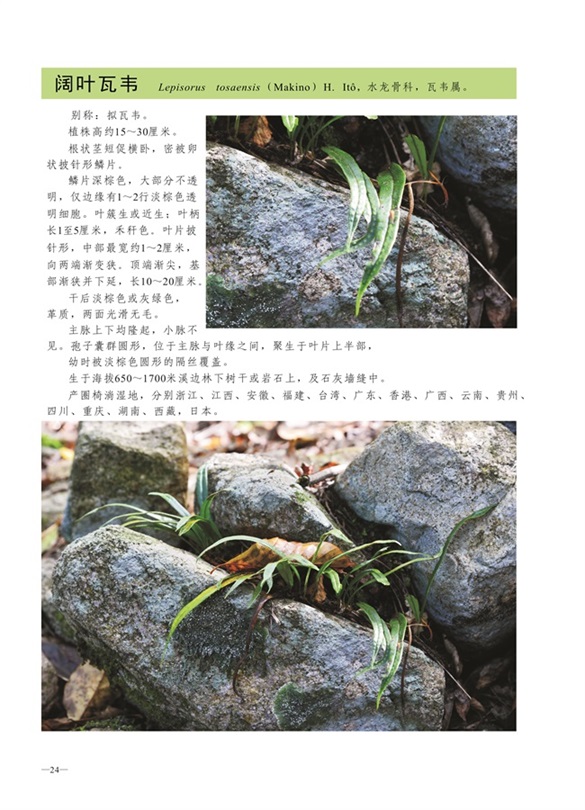 圈椅淌蕨类、苔藓、地衣图谱——阔叶瓦韦