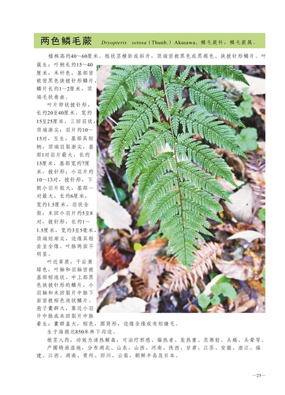 圈椅淌蕨类、苔藓、地衣图谱——两色鳞毛蕨