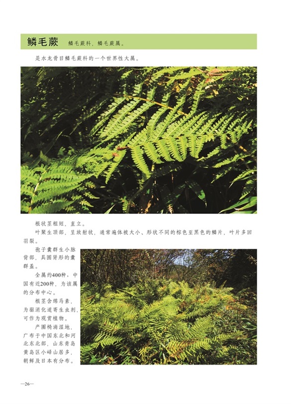 圈椅淌蕨类、苔藓、地衣图谱——鳞毛蕨
