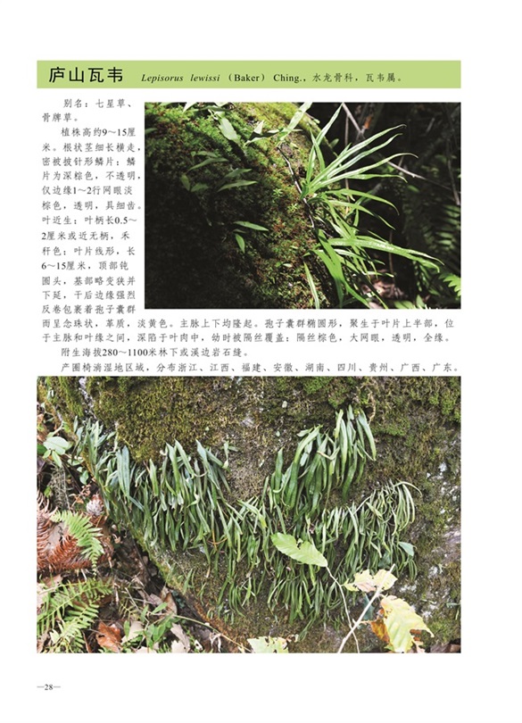 圈椅淌蕨类、苔藓、地衣图谱——庐山石苇