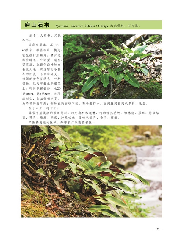 圈椅淌蕨类、苔藓、地衣图谱——庐山石韦