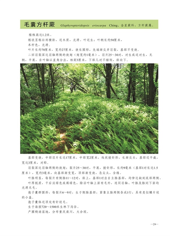 圈椅淌蕨类、苔藓、地衣图谱——毛囊方杆蕨
