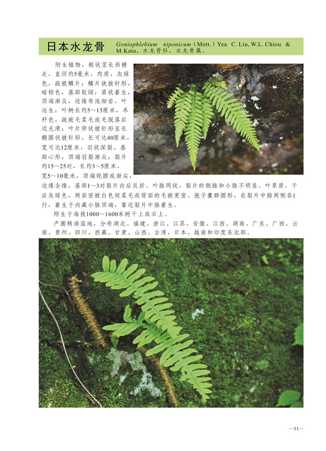 圈椅淌蕨类、苔藓、地衣图谱——日本水龙骨