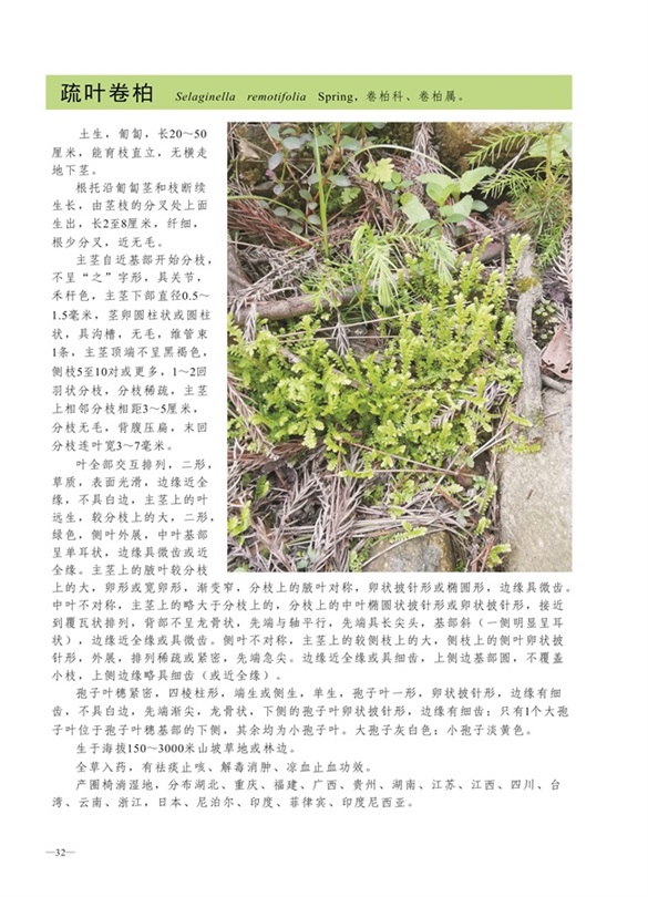 圈椅淌蕨类、苔藓、地衣图谱——疏叶卷柏