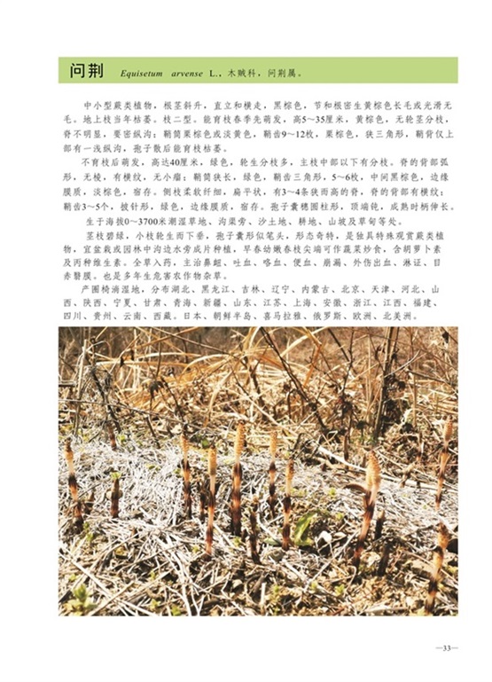 圈椅淌蕨类、苔藓、地衣图谱——问荆