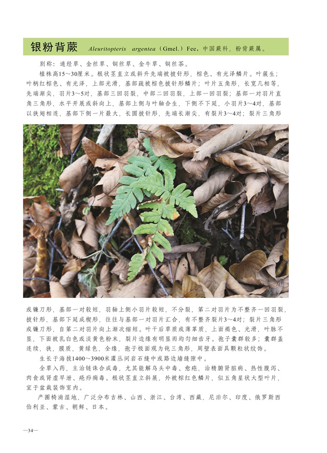 圈椅淌蕨类、苔藓、地衣图谱——银粉背蕨
