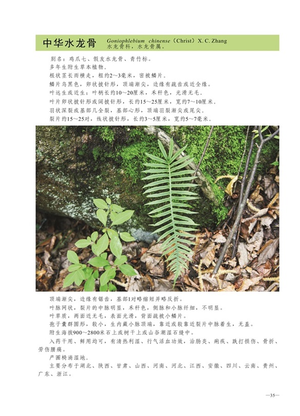 圈椅淌蕨类、苔藓、地衣图谱——中华水龙骨