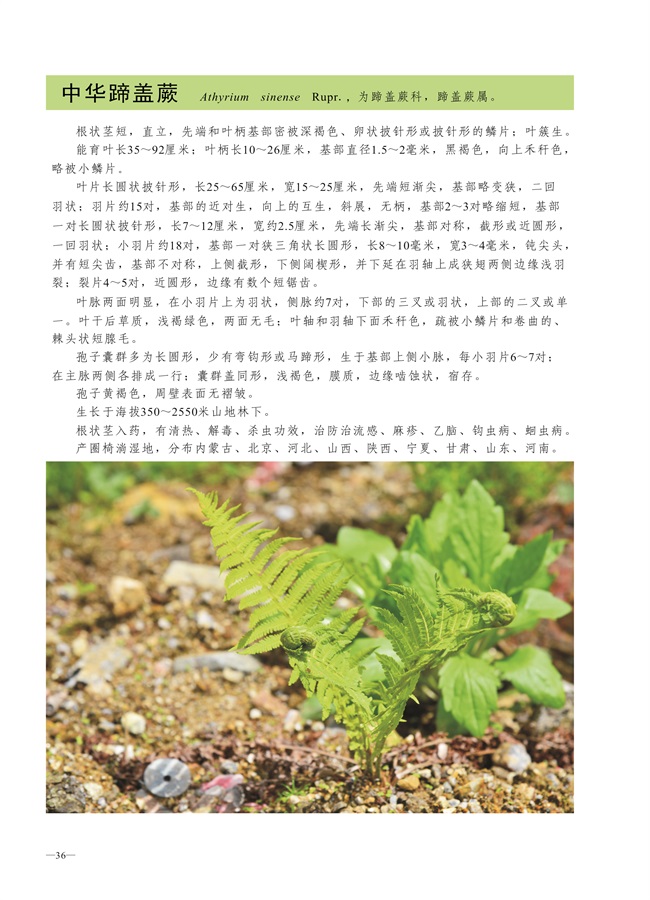 圈椅淌蕨类、苔藓、地衣图谱——中华蹄盖蕨