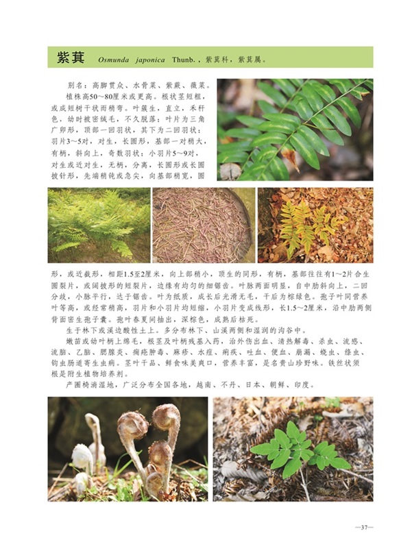 圈椅淌蕨类、苔藓、地衣图谱——紫萁