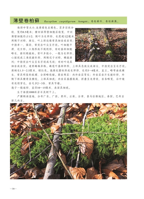 圈椅淌蕨类、苔藓、地衣图谱——薄壁卷柏藓