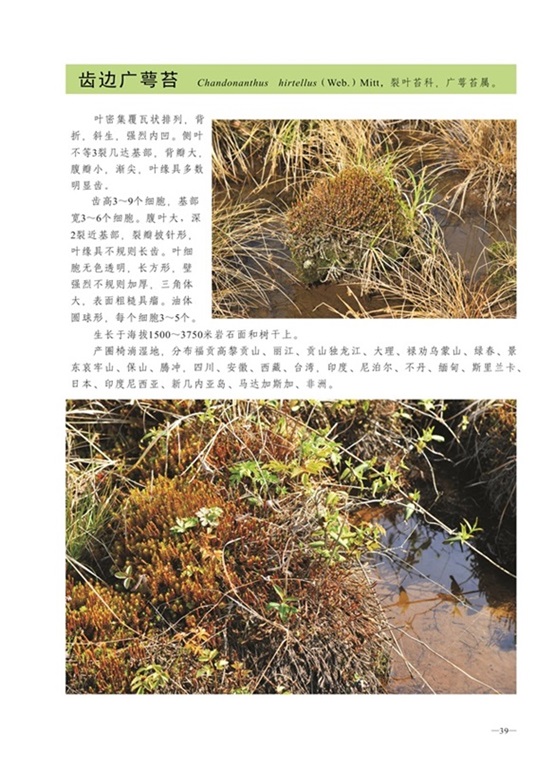 圈椅淌蕨类、苔藓、地衣图谱——齿边广萼苔