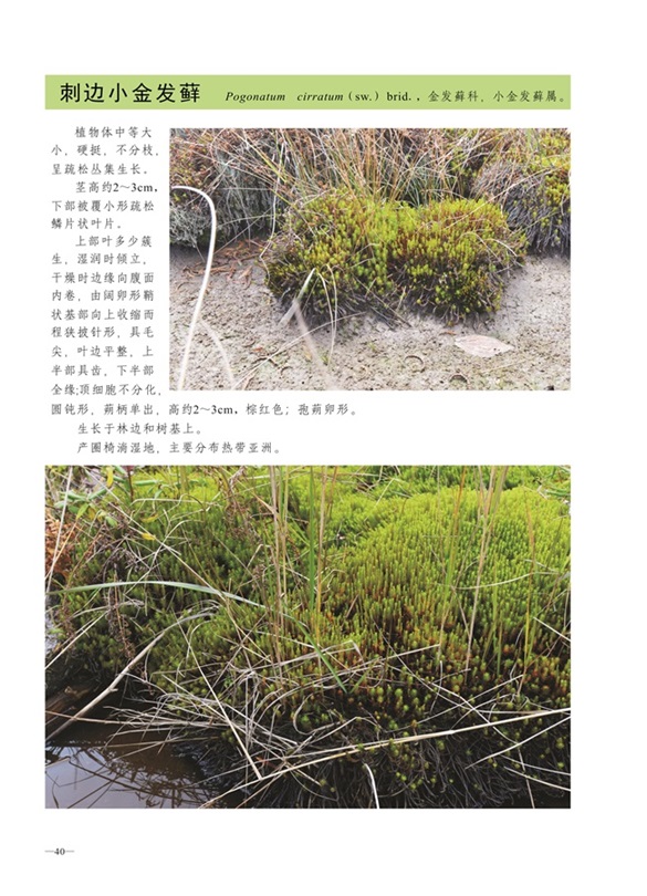 圈椅淌蕨类、苔藓、地衣图谱——刺边小金发藓