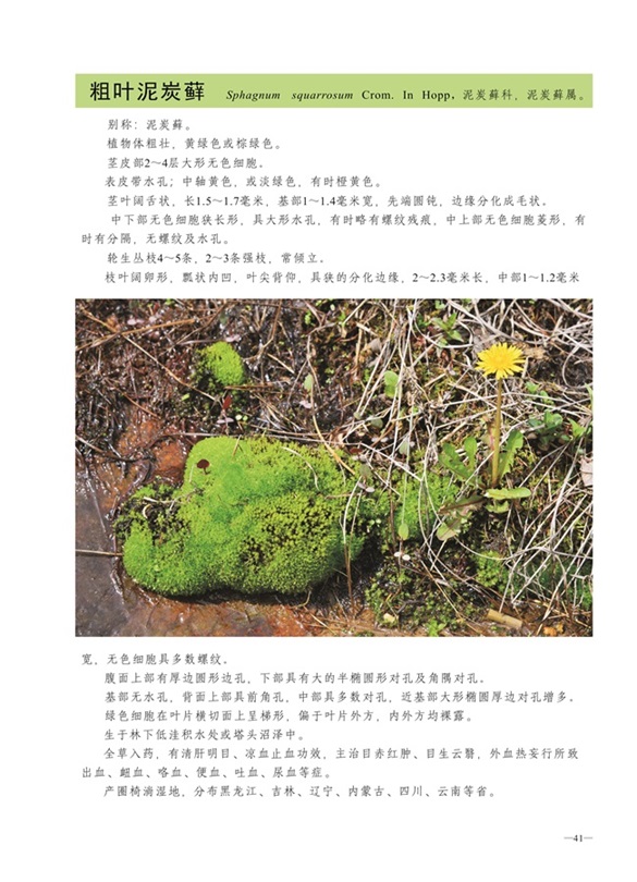 圈椅淌蕨类、苔藓、地衣图谱——粗叶泥炭藓