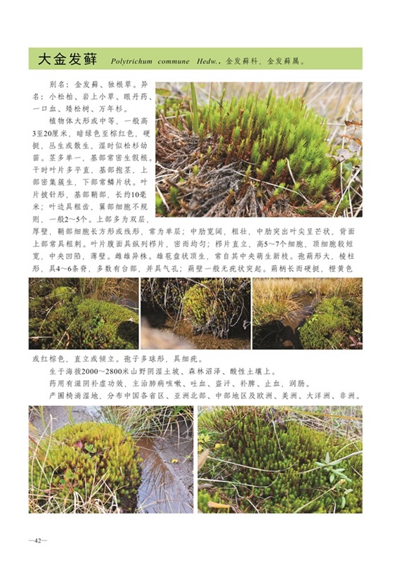 圈椅淌蕨类、苔藓、地衣图谱——大金发藓