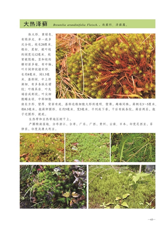 圈椅淌蕨类、苔藓、地衣图谱——大热泽藓