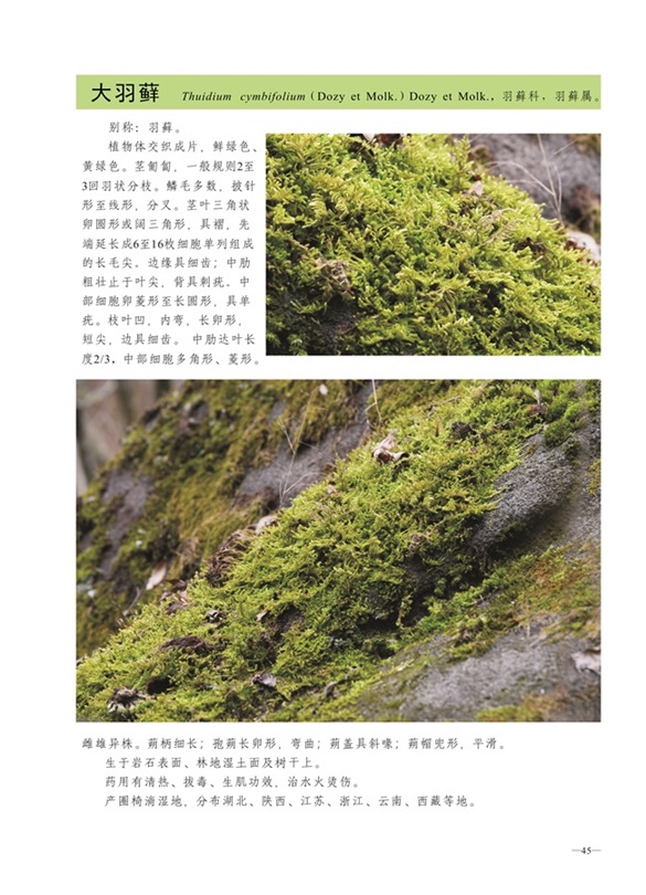 圈椅淌蕨类、苔藓、地衣图谱——大羽藓