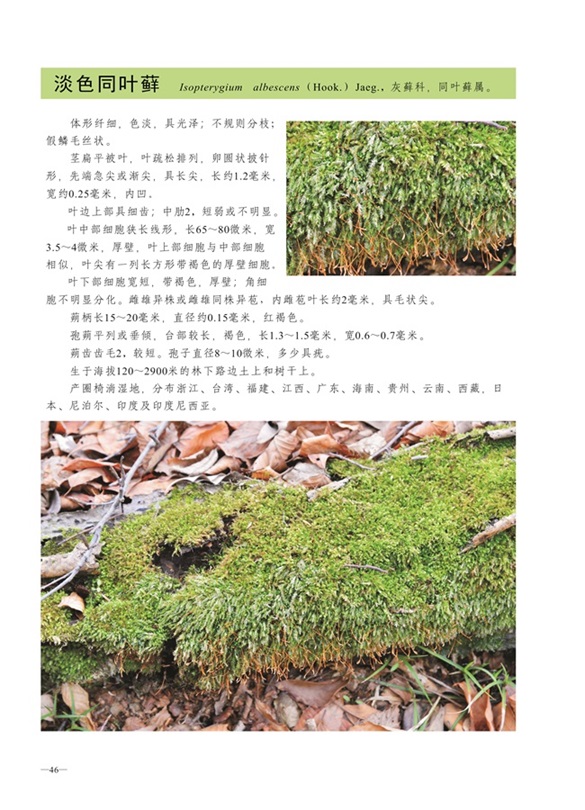 圈椅淌蕨类、苔藓、地衣图谱——淡色同叶藓