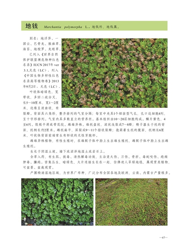 圈椅淌蕨类、苔藓、地衣图谱——地钱