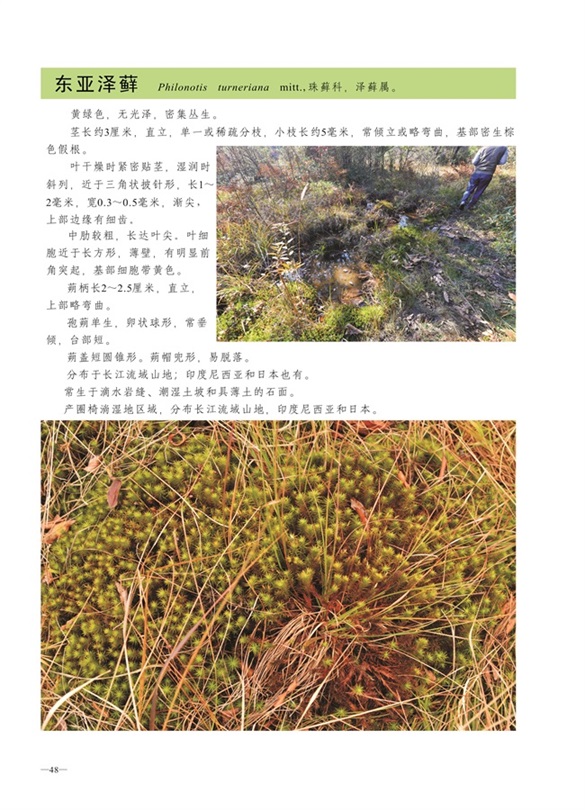 圈椅淌蕨类、苔藓、地衣图谱——东亚泽藓