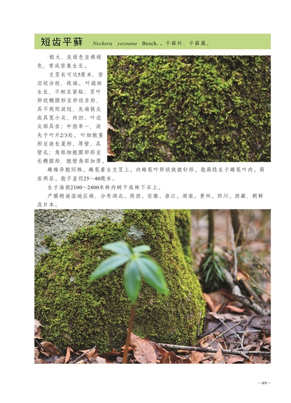 圈椅淌蕨类、苔藓、地衣图谱——短齿平藓