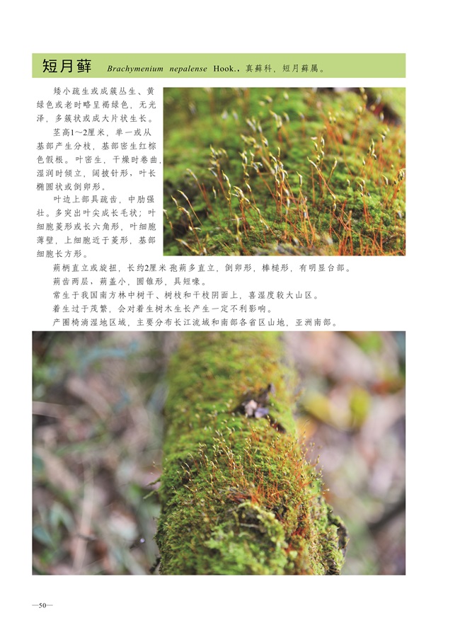 圈椅淌蕨类、苔藓、地衣图谱——短月藓