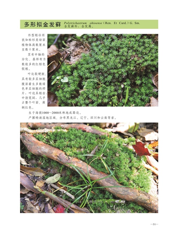 圈椅淌蕨类、苔藓、地衣图谱——多形拟金发藓