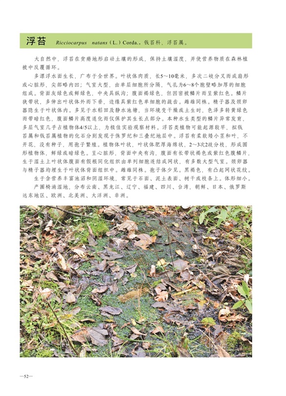 圈椅淌蕨类、苔藓、地衣图谱——浮苔