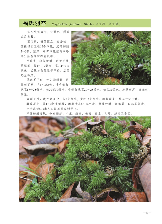 圈椅淌蕨类、苔藓、地衣图谱——福氏羽苔