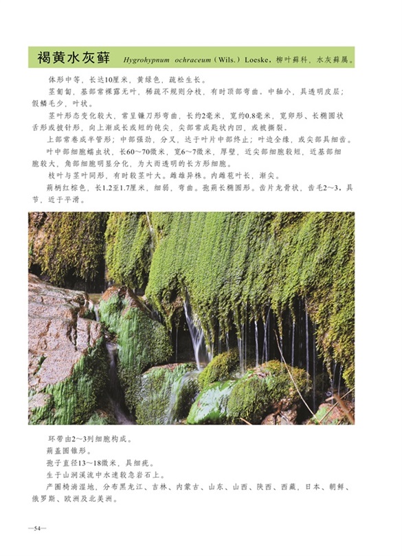 圈椅淌蕨类、苔藓、地衣图谱——褐黄水灰藓