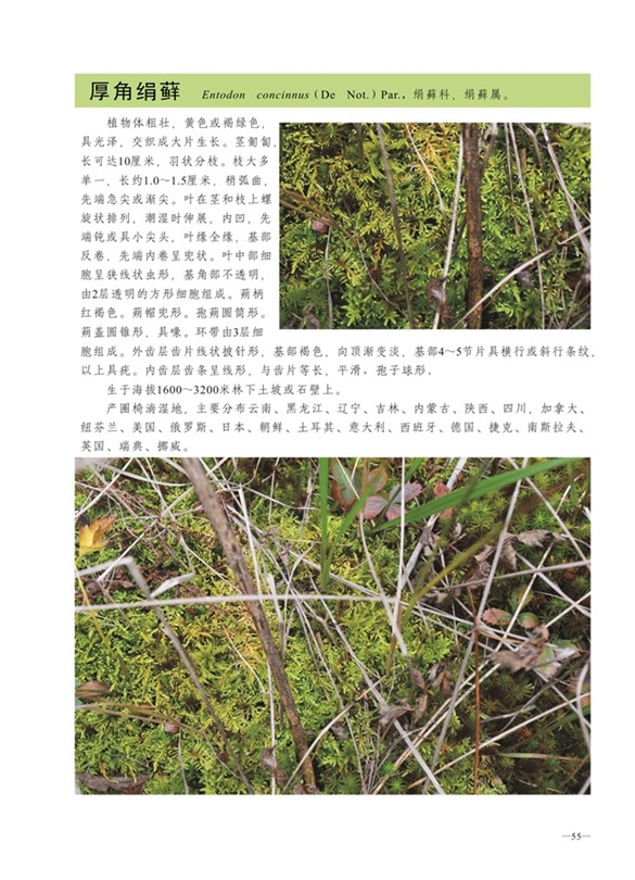 圈椅淌蕨类、苔藓、地衣图谱——厚角绢藓