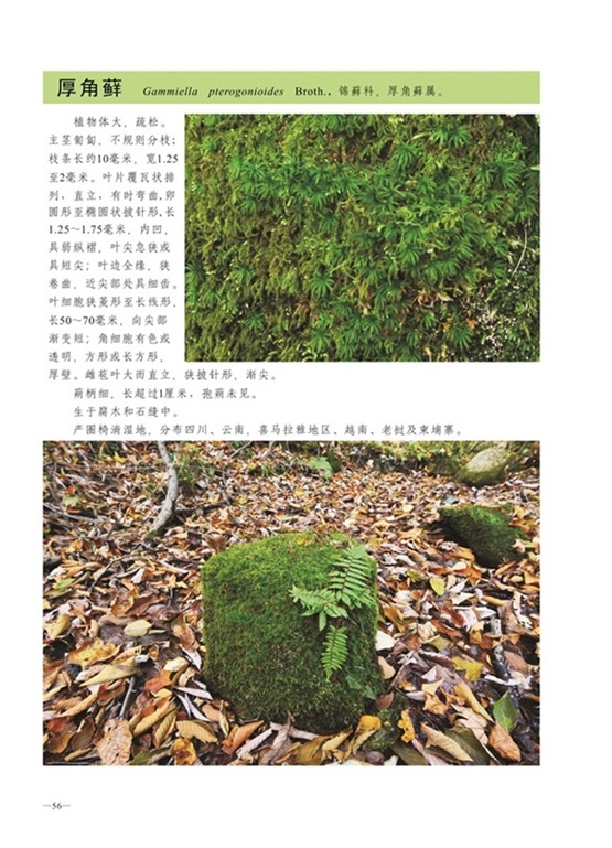 圈椅淌蕨类、苔藓、地衣图谱——厚角藓