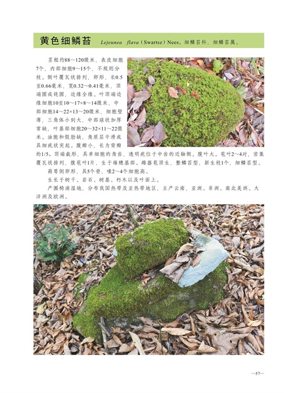 圈椅淌蕨类、苔藓、地衣图谱——黄色细鳞苔