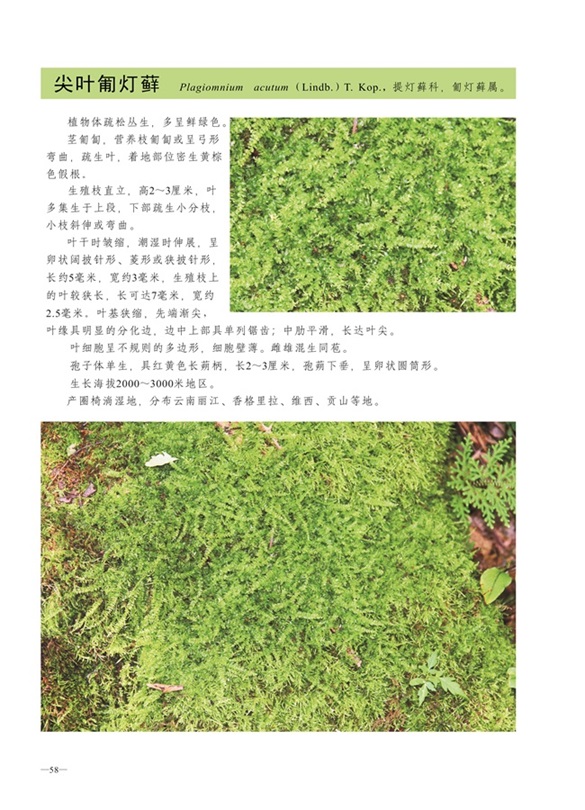 圈椅淌蕨类、苔藓、地衣图谱——尖叶匐灯藓