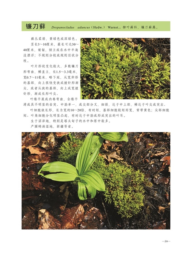 圈椅淌蕨类、苔藓、地衣图谱——镰刀藓