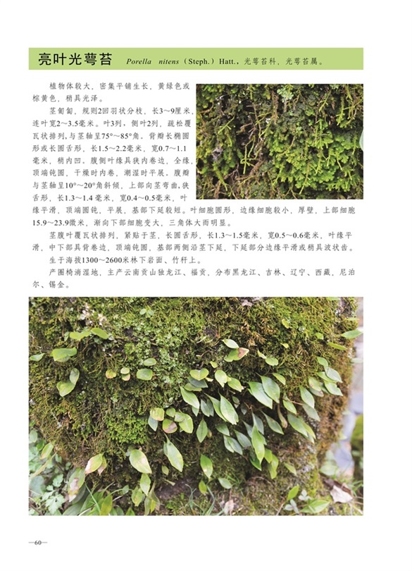 圈椅淌蕨类、苔藓、地衣图谱——亮叶光萼苔