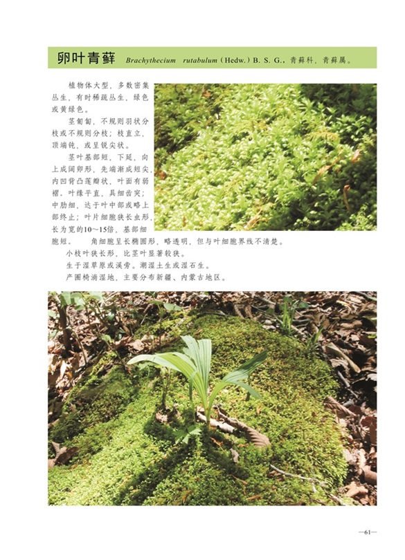 圈椅淌蕨类、苔藓、地衣图谱——卵叶青藓