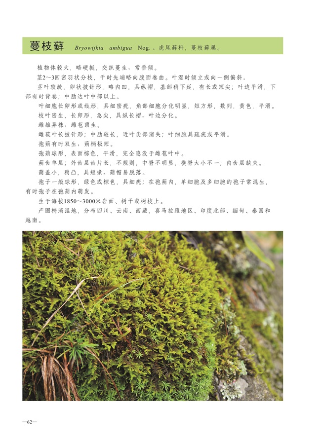 圈椅淌蕨类、苔藓、地衣图谱——蔓枝藓