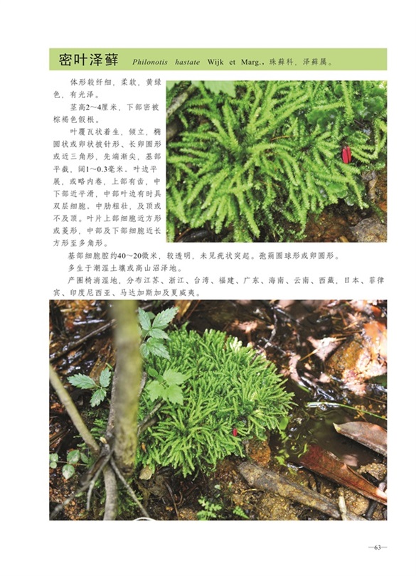 圈椅淌蕨类、苔藓、地衣图谱——密叶泽藓