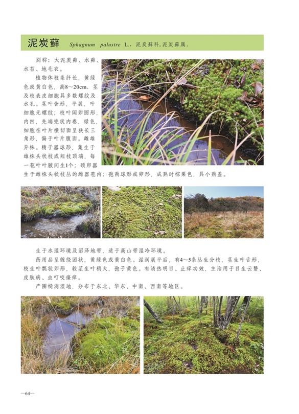 圈椅淌蕨类、苔藓、地衣图谱——泥炭藓