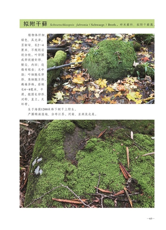 圈椅淌蕨类、苔藓、地衣图谱——拟附干藓